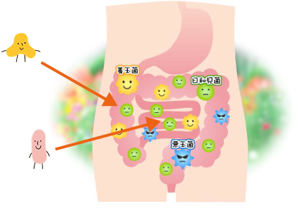 Hai lợi khuẩn Lactobacillus acidophilus và Bifidobacterium bifidum hỗ trợ tiêu hóa khỏe mạnh.