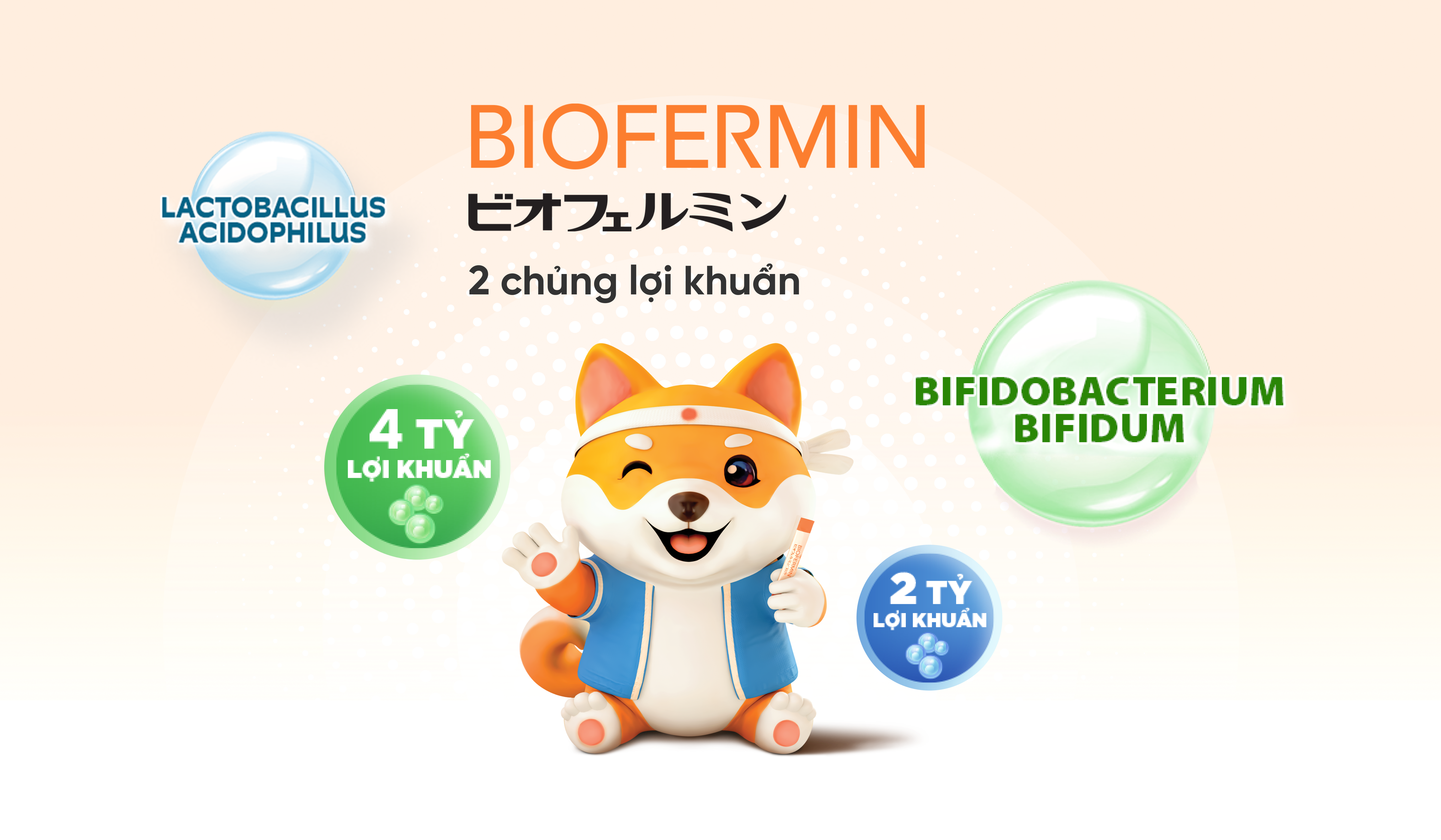 Biofermin chứa lợi khuẩn Lactobacillus acidophilus và Bifidobacterium bifidum